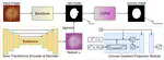 D-Convexity: A Unified Differentiable Convex Shape Prior via Quasi-Concavity for Data-driven Image Segmentation